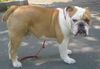 Bulldog Foto (ID 4832) Bulldog Hund