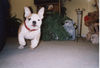 Bulldog Foto: kann fasst fliegen (ID 35489) Bulldog Hund