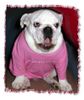Bulldog Foto (ID 10897) Bulldog Hund
