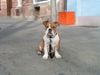 Bulldog Foto: butch an seinem ersten warmen sonnentag... (ID 20168) Bulldog Hund