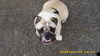 Bulldog Foto: Warum alle sagen Mops zu mir...ich bin doch Paula ? (ID 42263) Bulldog Hund
