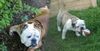 Bulldog Foto: PEPPER & WHOOPY (ID 12848) Bulldog Hund