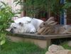 Bulldog Foto: Rocco und Cookie (ID 20262) Bulldog Hund