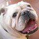 Bulldog Foto: Rocco (ID 20302) Bulldog Hund
