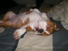 Bulldog Foto: ...man ist das gemütlich hier (ID 18076) Bulldog Hund