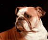 Bulldog Hund