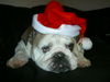 Bulldog Foto: Frohe Weihnachten (ID 29164) Bulldog Hund