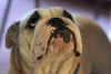 Bulldog Foto: Fotomodel Yacuma (ID 24911) Bulldog Hund