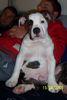 Bulldog Foto: ZAMPA (ID 21119) Bulldog Hund