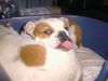 Bulldog Foto (ID 19334) Bulldog Hund