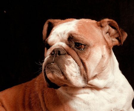 Bulldog Hunde Foto 41444 Bulldog ...alles unter meinem niveau....
