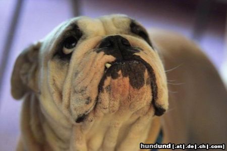 Bulldog Hunde Foto 24911 in höherer Auflösung ansehen Bulldog Fotomodel Yacuma