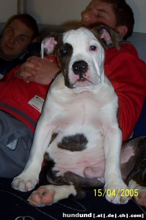 Bulldog Hunde Foto 21119 Bulldog ZAMPA