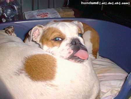 Bulldog Hunde Foto 19334 in höherer Auflösung ansehen Bulldog