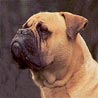 Bullmastiff