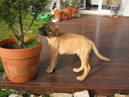 Bullmastiff Hunde Foto 40804 in höherer Auflösung ansehen Bullmastiff
