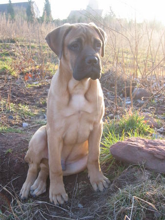 Bullmastiff Hunde Foto 41243 in höherer Auflösung ansehen Bullmastiff