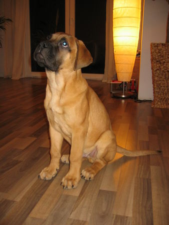 Bullmastiff Hunde Foto 40972 in höherer Auflösung ansehen Bullmastiff Paul mit 14 Wochen, 43 cm und 13 kg