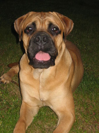 Bullmastiff Paul mit 8 Monaten