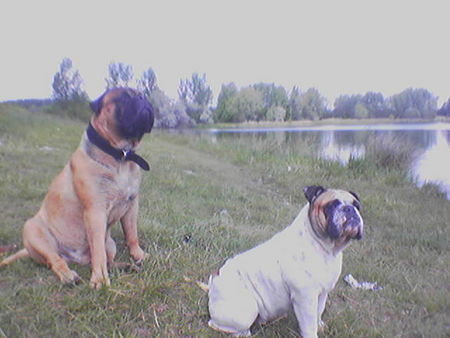 Bullmastiff Hunde Foto 28157 in höherer Auflösung ansehen Bullmastiff Paul und erna