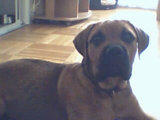Bullmastiff Hunde Foto 32619 in höherer Auflösung ansehen Bullmastiff Büdde, Büdde ein keksi