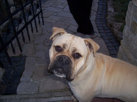 Bullmastiff Hunde Foto 32792 in höherer Auflösung ansehen Bullmastiff