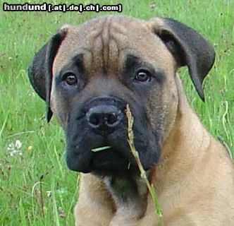 Bullmastiff Hunde Foto 21476 Bullmastiff 12 Wochen alt