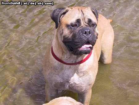 Bullmastiff Bullmastiff Korona Csacsacsa 