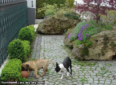 Bullmastiff Hunde Foto 20580 Bullmastiff Spiel unter Freunden