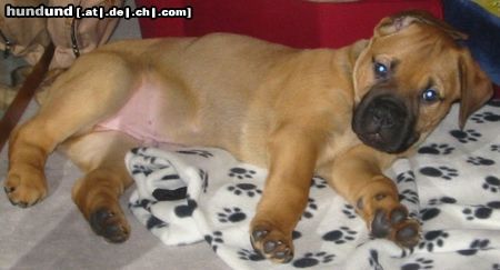 Bullmastiff Hunde Foto 22065 in höherer Auflösung ansehen Bullmastiff Bandit von Hazienda High Chapperal 3 Monate