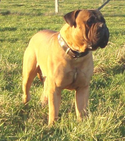 Bullmastiff Bullmastiff 23 Monate alt