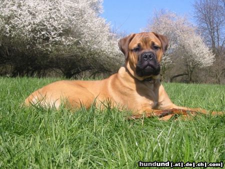 Bullmastiff Hunde Foto 22064 in höherer Auflösung ansehen Bullmastiff Mein erster Frühling ..... Bandit von Hazienda High Chapperal 5 Monate