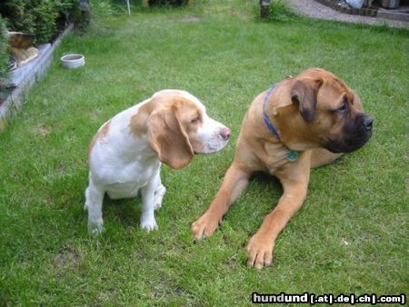 Bullmastiff Hunde Foto 26677 Bullmastiff Bandit und Rose (6 Monate)