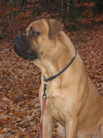 Bullmastiff