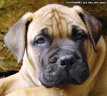 Bullmastiff Hunde Foto 20579 Bullmastiff 8 Wochen alt