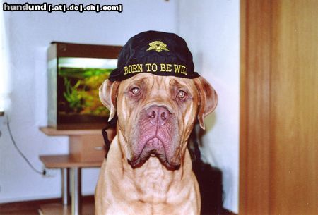 Bullmastiff Hunde Foto 24838 Bullmastiff Portos, born to be wild