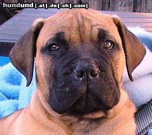 Bullmastiff Hunde Foto 20666 Bullmastiff 9 Wochen alt