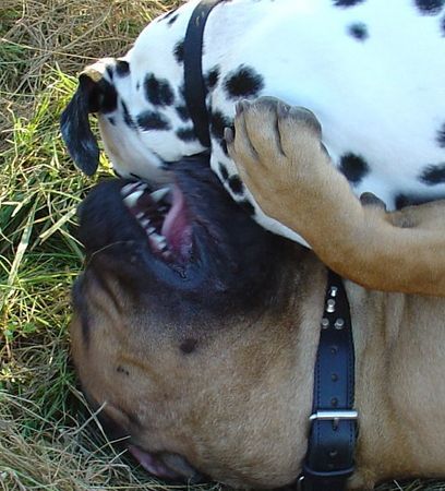Bullmastiff Hunde Foto 34578 Bullmastiff Rauhes Spiel, aber immer freundschaftlich....