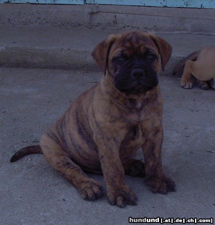 Bullmastiff Neue Rasselbande