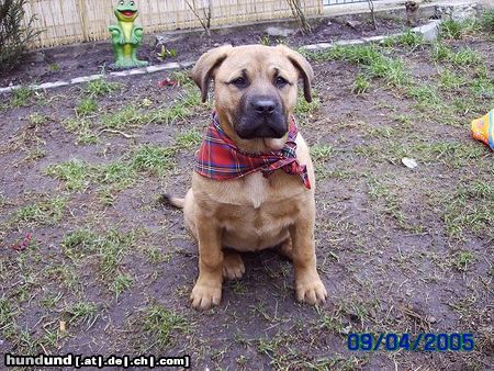 Bullmastiff Hunde Foto 21266 Bullmastiff hallo ich bin leika ein boxermix,und grade mal stolze 4 mon.