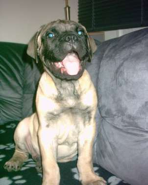 Bullmastiff Hunde Foto 28522 Bullmastiff unser Bear mit 11 wochen
