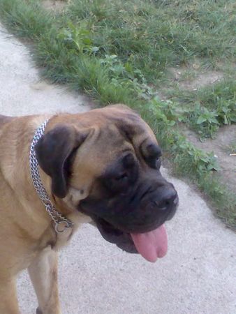 Bullmastiff unser kleiner