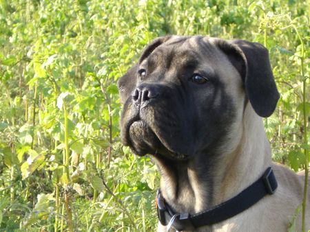 Bullmastiff Hunde Foto 28411 in höherer Auflösung ansehen Bullmastiff Joy 16Wo
