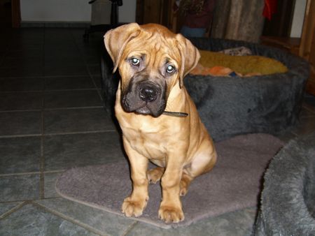 Bullmastiff Hunde Foto 35908 in höherer Auflösung ansehen Bullmastiff Die dicke Berta