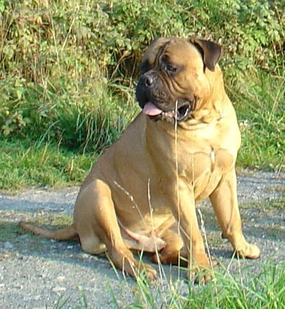 Bullmastiff Hunde Foto 34067 in höherer Auflösung ansehen Bullmastiff Bullmastiff 18 Monate alt