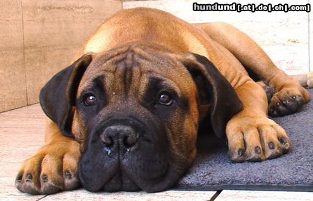 Bullmastiff Hunde Foto 21856 in höherer Auflösung ansehen Bullmastiff Bullmastiff 14 Wochen alt