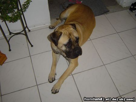 Bullmastiff Unsere kleine süsse Gina