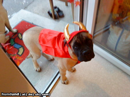 Bullmastiff Happy Halloween