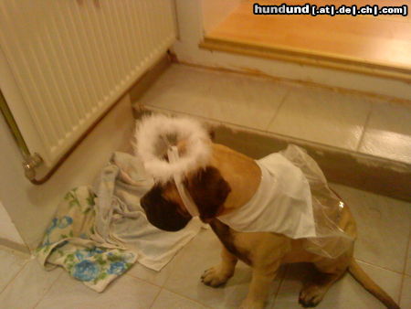 Bullmastiff Hunde Foto 45119 in höherer Auflösung ansehen Bullmastiff Happy Halloween