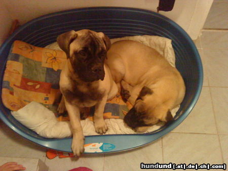 Bullmastiff Happy Halloween